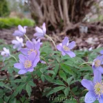 Anemone nemorosa 'Mart's Blue' Võsa-ülane 2