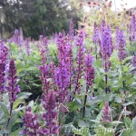 Salvia nemorosa 'Midnight Purple' 2