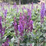 Salvia nemorosa 'Midnight Purple' 1