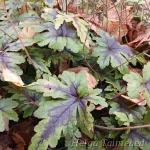 Tiarella hybrida 'Sugar and Spice' 1