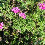 Aster dumosus 'Jenny' Madal sügisaster 1