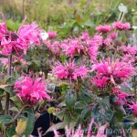 Monarda 'Cranberry Lace' 1