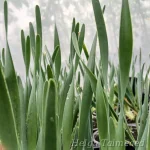 Allium nutans 'Caroline' Longus lauk 1