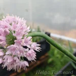 Allium nutans 'Caroline' Longus lauk 2