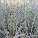 Allium schoenoprasum 'Augenschmaus' Murulauk 1