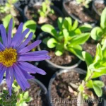 Aster x frikartii 'Grunder' Frikarti aster 1