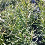 Ionactis (Aster)  linariifolius Käokannuselehine jäikaster 1
