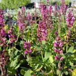 Salvia nemorosa 'Bumbleberry' metssalvei 1
