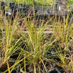 Sporobolus heterolepis 'Leo' Preeria pillahein 1