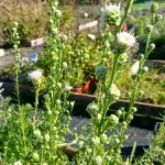 Liatris scariosa ' Alba' 1
