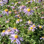 Aster frikartii ' Flora's Delight' 1